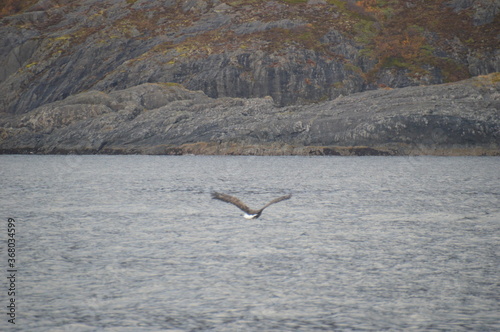 Norwegian predator Sea Eagles hunting fish in the Trollfjord of Lofoten Fjords  Norway