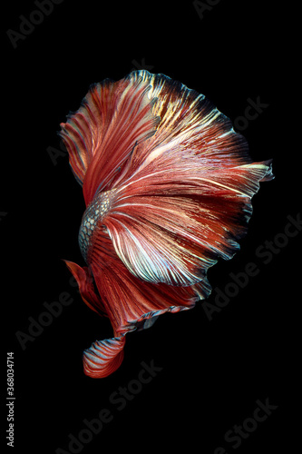 Close up art movement of Betta fish or Siamese fighting fish isolated on black background.Fine art design concept. © ChomchoeiFoto
