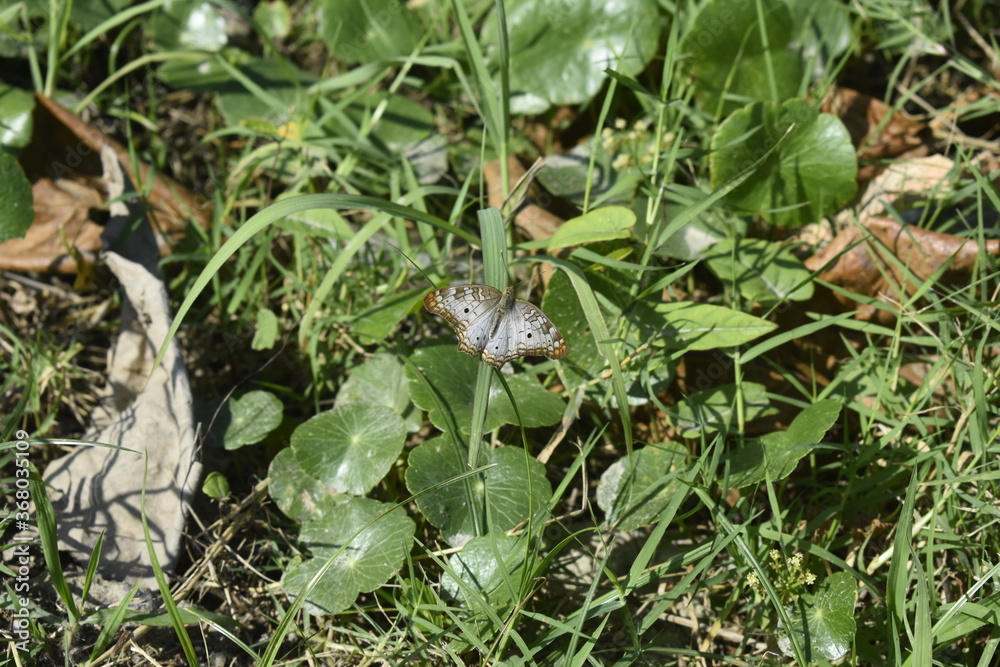 Anartia jatrophae Anartia jatrophae