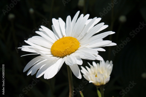 White daisy flower