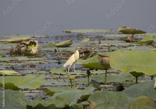 Tufted sgarza set between buttercups and aquatic chaplains photo