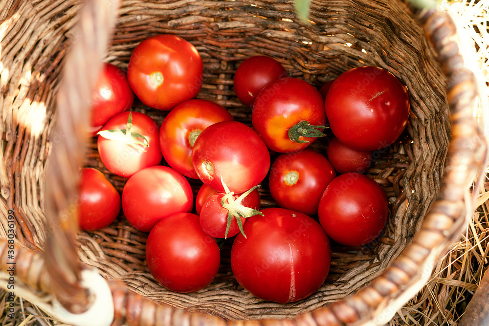 Red tomatoes at the bottom of the basket,top view.Harvesting concept
Red tomatoes at the bottom of the basket,top view.Harvesting concept