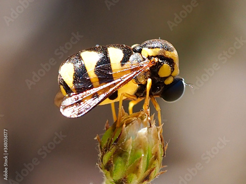 Small-headed Fly (Cyrtus gibbus) photo