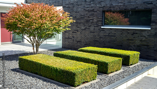 Modern front garden with a tree in the gravel bed and three strict cuboid cut bux trees, view from public ground photo