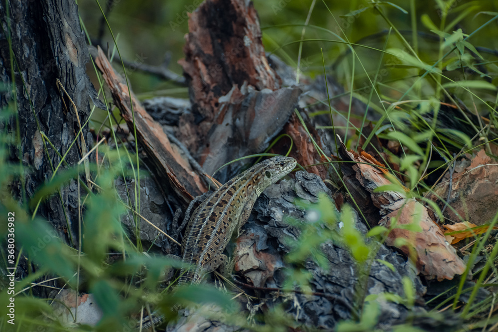 The sand lizard (Lacerta agilis) on a wooden beam in the grass. Green lizard close up. The sand lizard (Lacerta agilis) on a wooden beam in the grass. Green lizard close up.