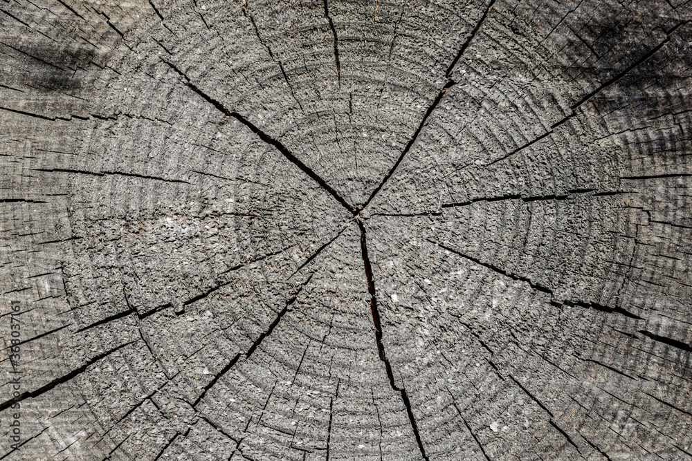 Fototapeta premium Old wood with cracks background texture