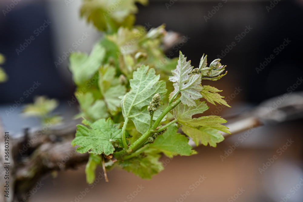 Fototapeta premium green leaves on a branch