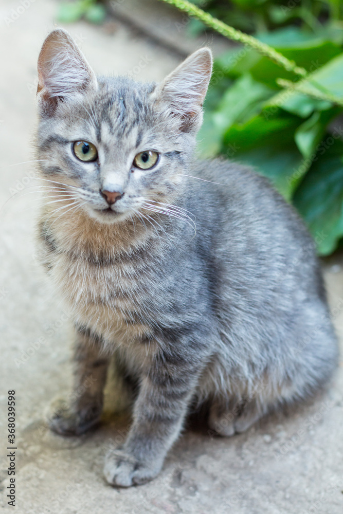 homeless little fluffy gray kitten with blue eyes homeless little fluffy gray kitten with blue eyes