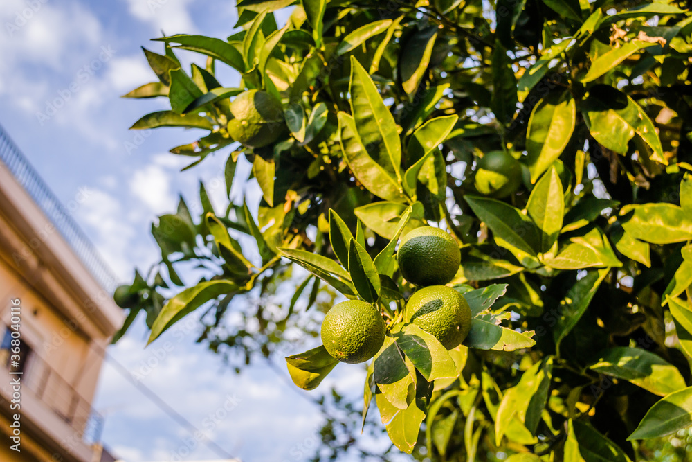 Green, unripe lemon fruit on tree branches 