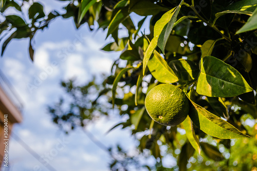 Green  unripe lemon fruit on tree branches 