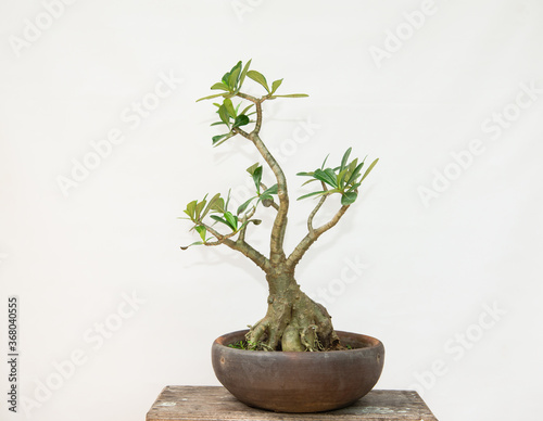 Bonsai is a beautiful ornamental plant, it is in a small pot.