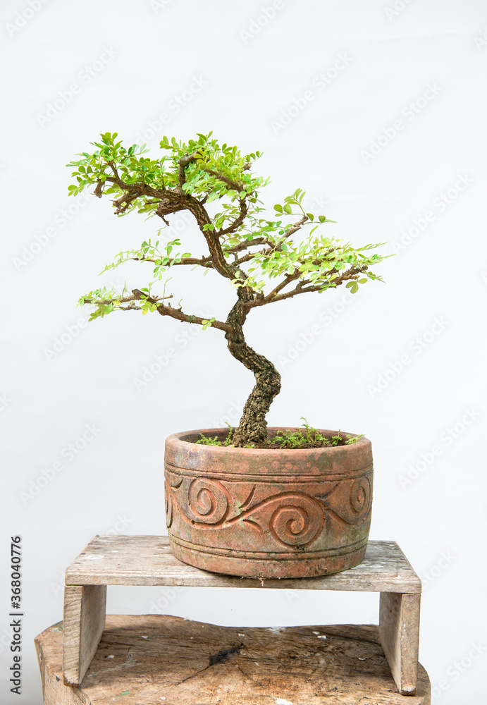 Bonsai is a beautiful ornamental plant, it is in a small pot. Bonsai is a beautiful ornamental plant, it is in a small pot.