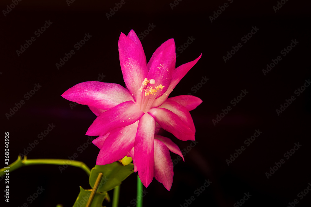 Obraz premium Beautiful red and pink blossoming Schlumbergera christmas cactus flower.