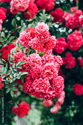 Beautiful blooming pink coral rose bush growing outdoor in the garden. Natural floral background.
