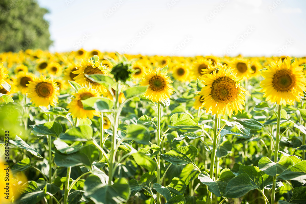 Obraz premium field with sunflowers