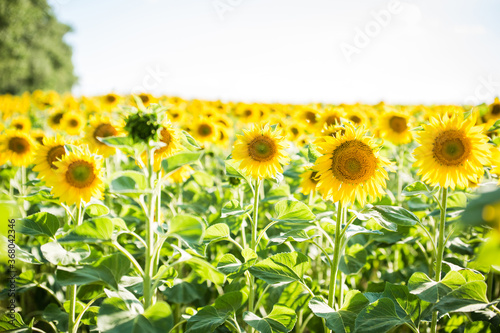 field with sunflowers