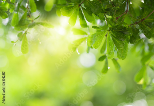 Close up view of green leaf on greenery blurred background and sunlight  in garden using for natural green plant  ecology and copy space for wallpaper and backdrop.