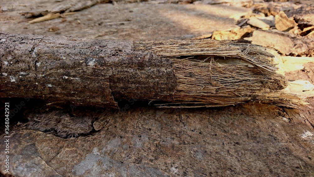 Texture of broken tree bark, tree trunk fibers look damaged Texture of broken tree bark, tree trunk fibers look damaged