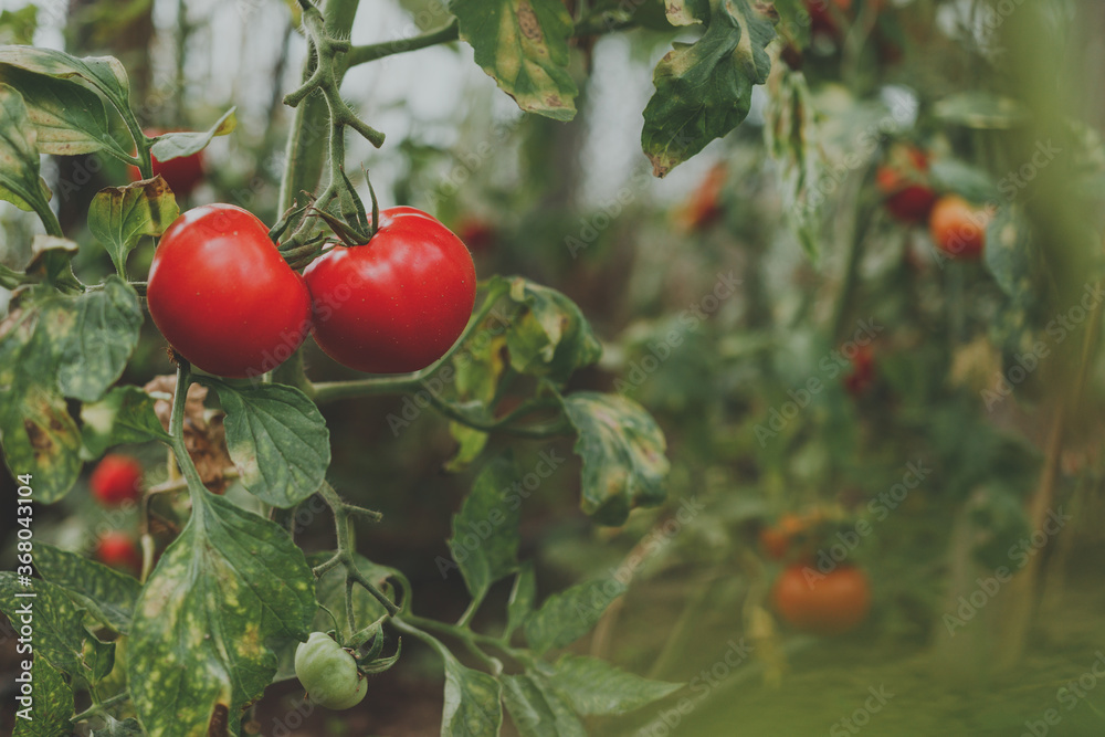 Tomatoes in the garden organic food agriculture Tomatoes in the garden organic food agriculture