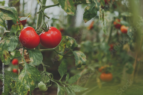 Tomatoes in the garden organic food agriculture