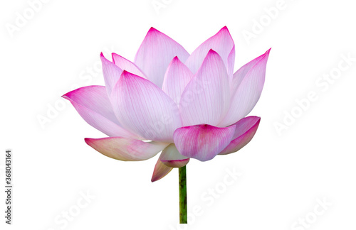 Fototapeta Naklejka Na Ścianę i Meble -  Beautiful lotus(Single lotus flower isolated on white background)