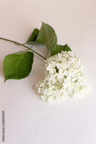 white hydrangea on white background