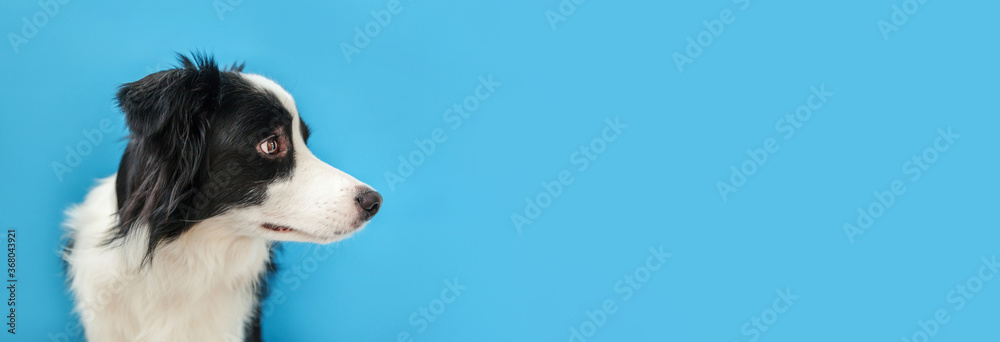 Fototapeta premium Funny studio portrait of cute smiling puppy dog border collie isolated on blue background. New lovely member of family little dog gazing and waiting for reward. Pet care and animals concept Banner