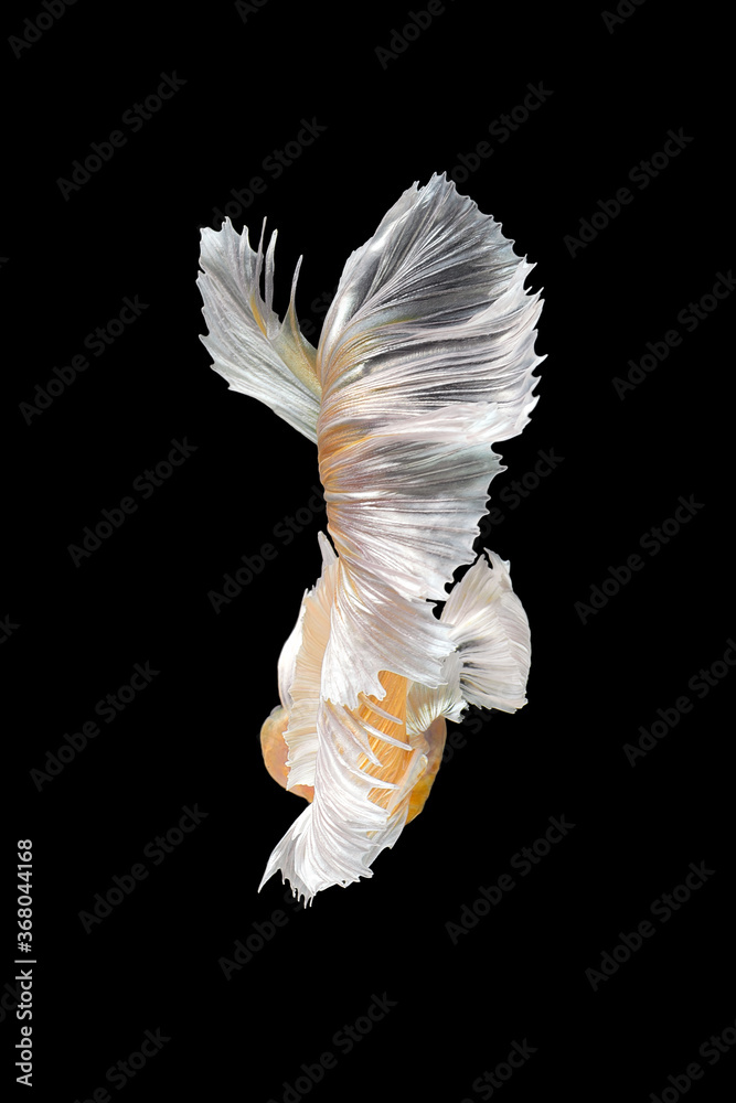 Abstract close up art movement of Betta fish,Siamese fighting fish isolated on black background.Fine art design concept. Abstract close up art movement of Betta fish,Siamese fighting fish isolated on black background.Fine art design concept.