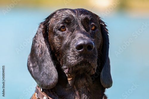 Foto Portrait of a hanoverian hound at a lake