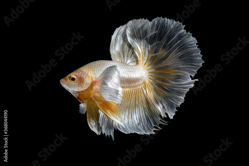 Photography Abstract close up art movement of Betta fish,Siamese fighting fish isolated on black background