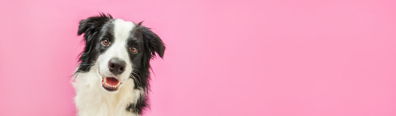 Funny studio portrait of cute smiling puppy dog border collie isolated on pink background. New lovely member of family little dog gazing and waiting for reward. Pet care and animals concept Banner