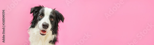 Funny studio portrait of cute smiling puppy dog border collie isolated on pink background. New lovely member of family little dog gazing and waiting for reward. Pet care and animals concept Banner