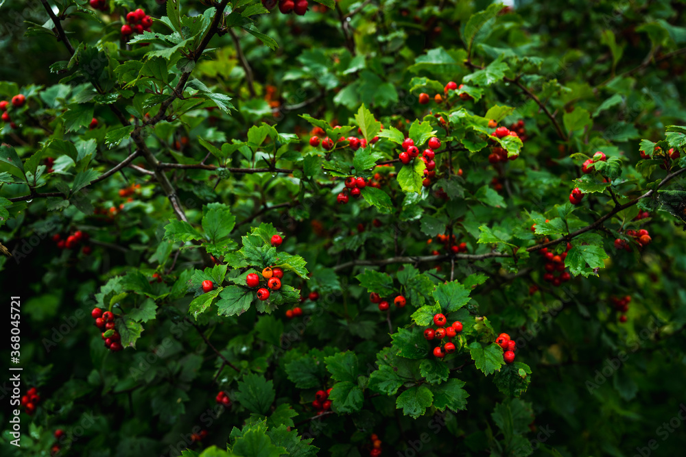 Ripe hawthorn in rainy day. Selective focus. Shallow depth of field. 