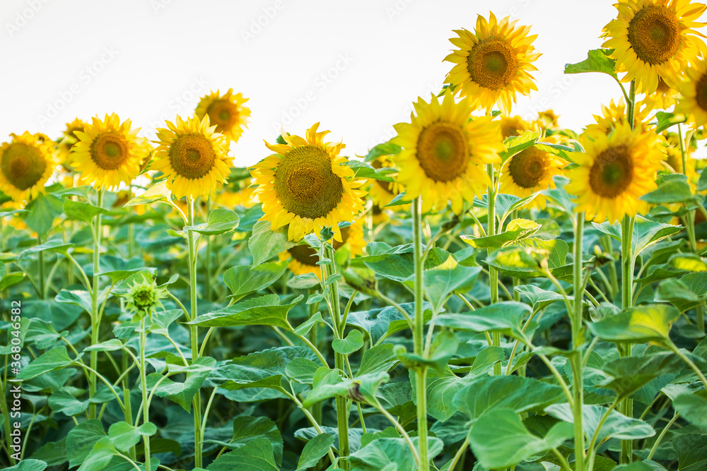Obraz premium field with sunflowers