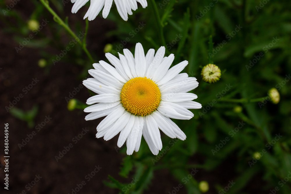Obraz premium white daisy flower