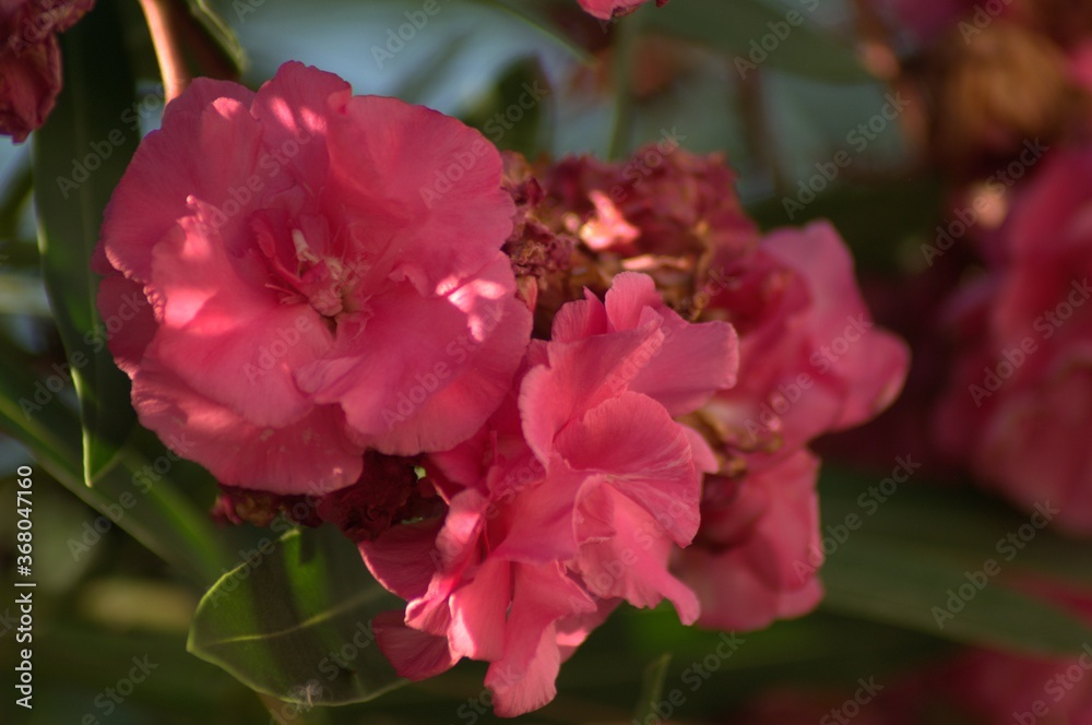 Pink flowers of Nerium - oleander on the fence of a house in Greece Pink flowers of Nerium - oleander on the fence of a house in Greece