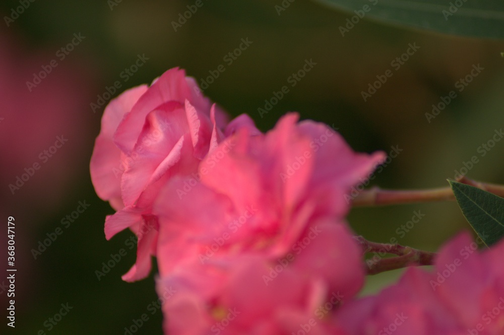 Pink flowers of Nerium - oleander on the fence of a house in Greece Pink flowers of Nerium - oleander on the fence of a house in Greece