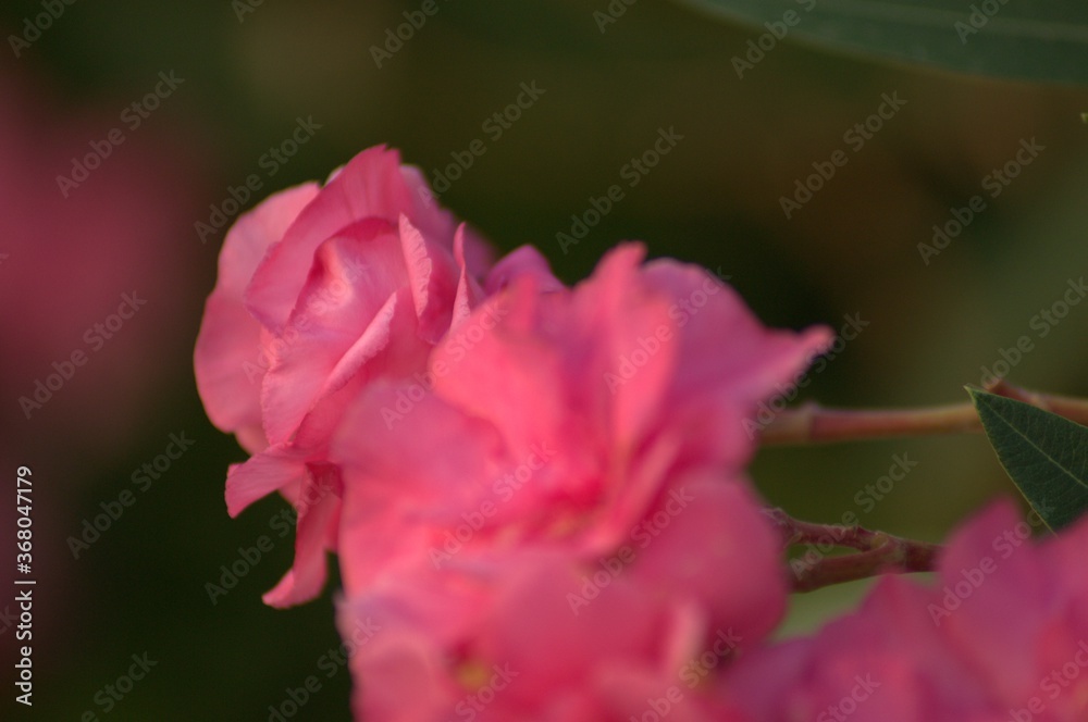 Pink flowers of Nerium - oleander on the fence of a house in Greece 