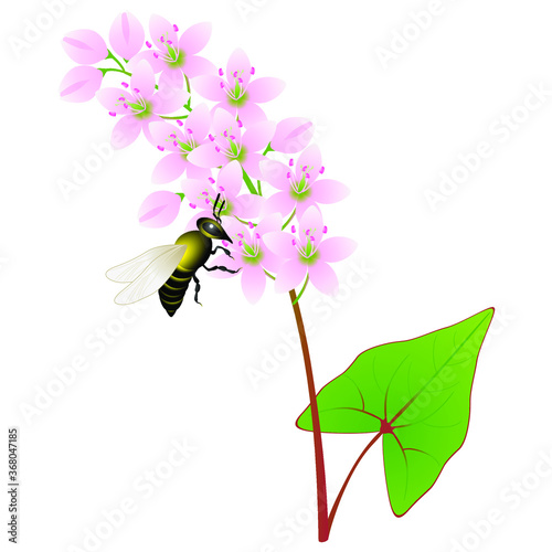 Flowers of buckwheat with a bee on a white background.