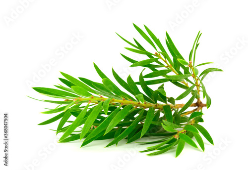Melaleuca (Tea Tree) Isolated on White Background.