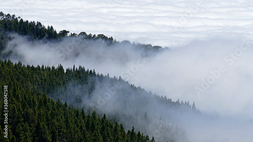Over the clouds with pine trees in Teide National Park in Tenerife, Spain © Zoltan