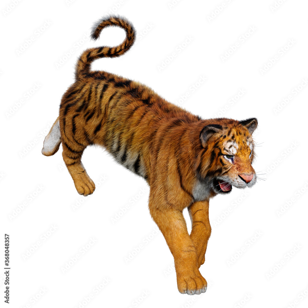 Obraz premium 3D Rendering Big Cat Tiger on White