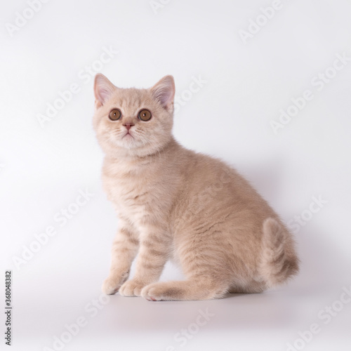 British shorthair pedigree cats on the studio background © Маргарита Свалова