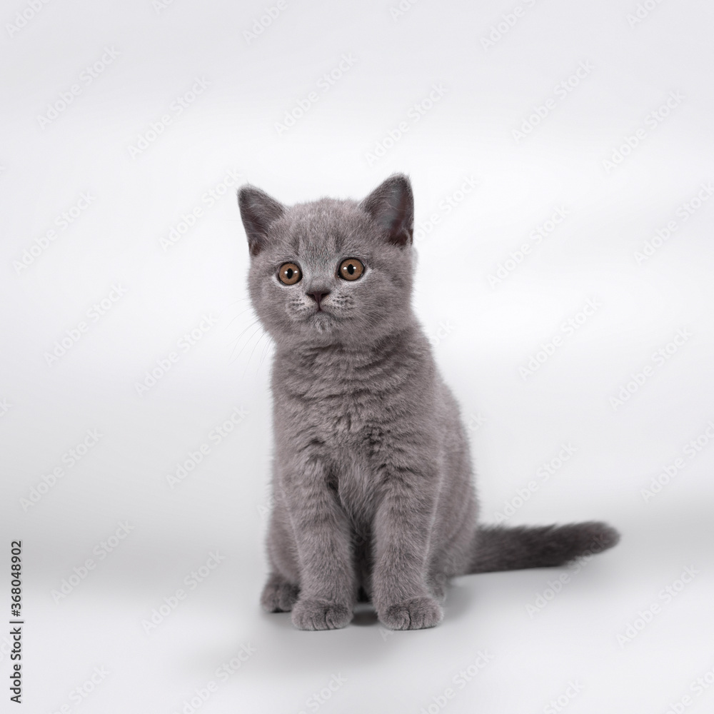 British shorthair pedigree cats on the studio background