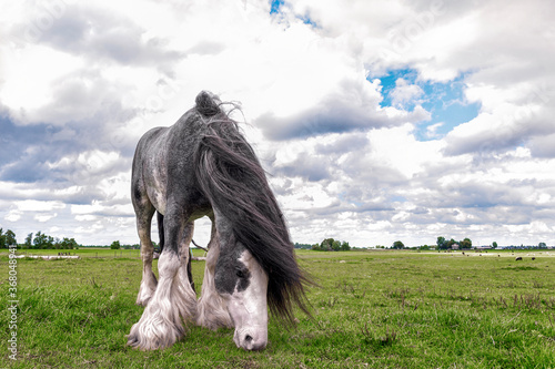 Rural landscape. Beautiful  Dutch Draft horse  grazing in a meadow in spring. photo