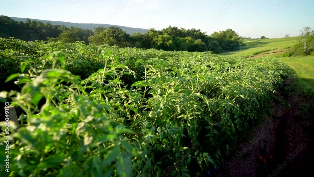 Steadicam past rows of tomato plants showing rolling rural farmland in early morning light. Steadicam past rows of tomato plants showing rolling rural farmland in early morning light.