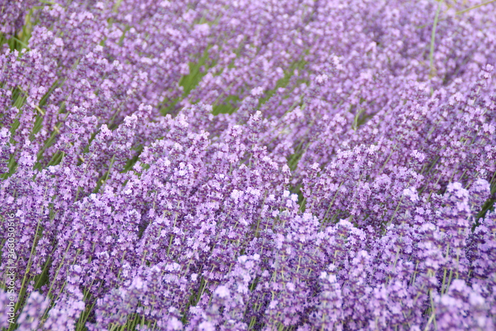 Fototapeta premium Field of Lavender, Lavandula angustifolia, Lavandula officinalis 