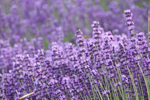 Fototapeta Naklejka Na Ścianę i Meble -  Field of Lavender, Lavandula angustifolia, Lavandula officinalis 