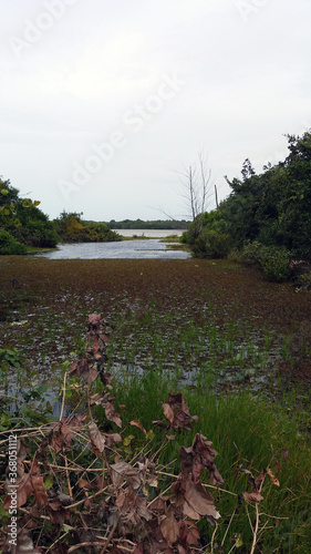 lake in the forest