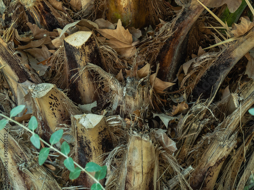a fragment of a palm tree trunk closeup